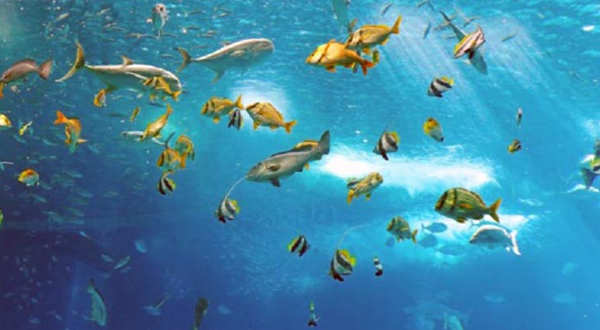 বঙ্গোপসাগরে আছে ৪৭৩ প্রজাতির মাছ