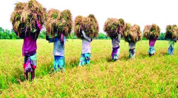 কৃষিতে বকেয়া ভর্তুকি : দশ হাজার কোটির বন্ড ইস্যু করছে সরকার